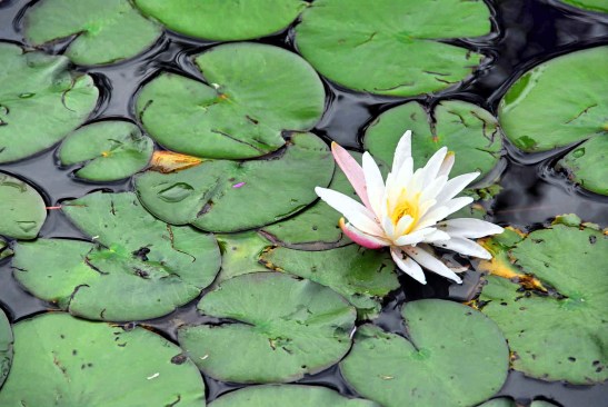 Blooming water lily